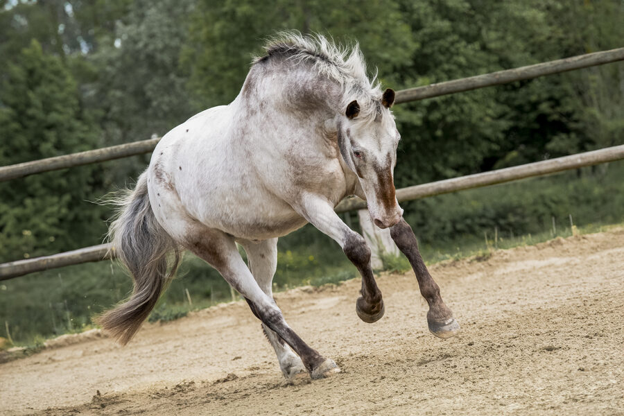 Séance photo équestre – Cavalier et cheval