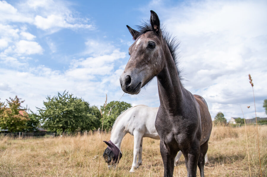 Séance photo équestre – Cavalier et cheval