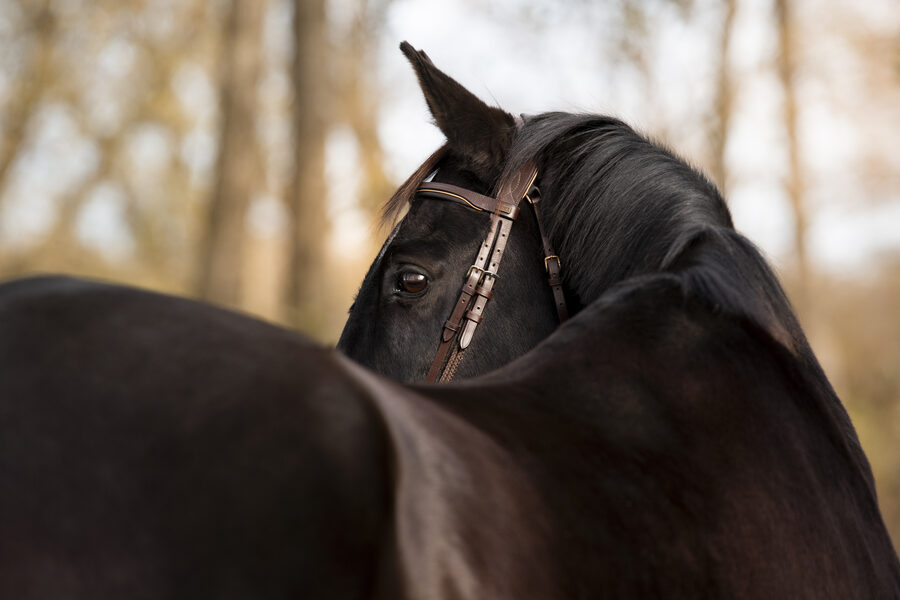 Séance photo équestre – Cavalier et cheval