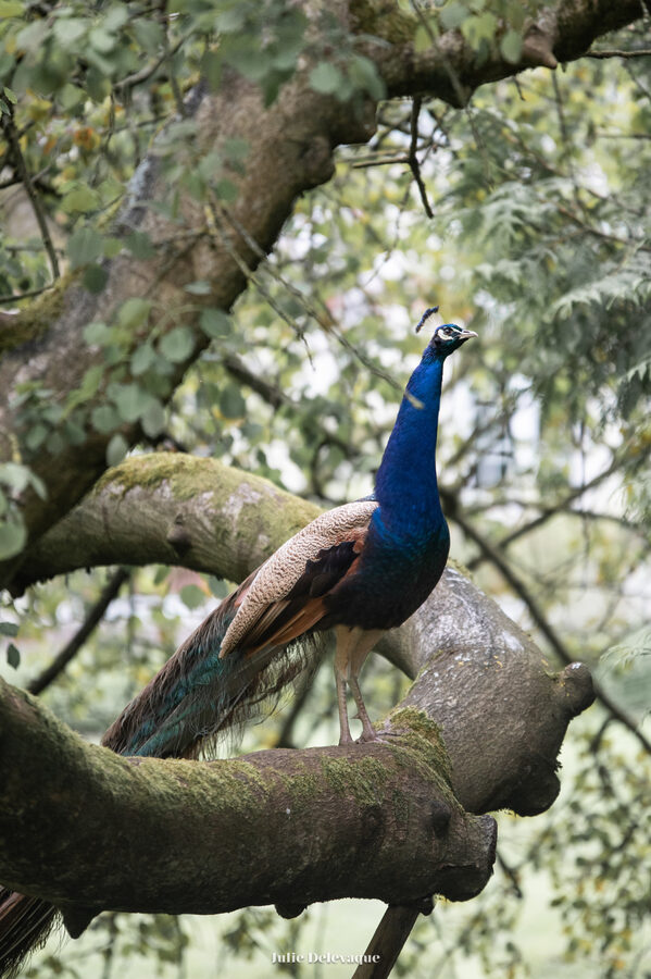 Photographie de mariage – Julie Delevaque Hauts-de-France